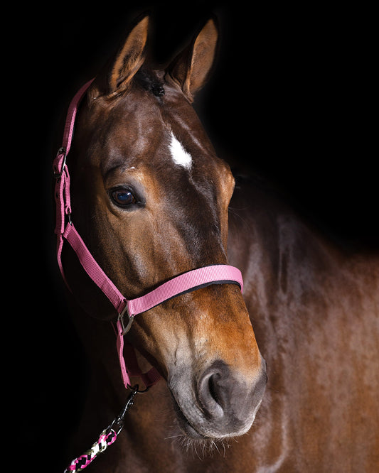Headcollar Classic Sport, vadderad grimma