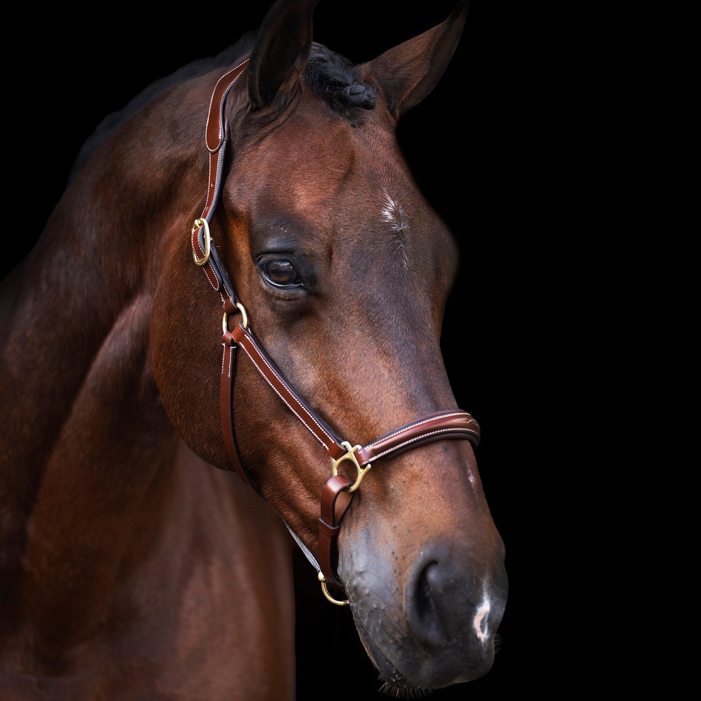 Headcollar Legacy, snygg lädergrimma med möjlighet att gravera, flera färger