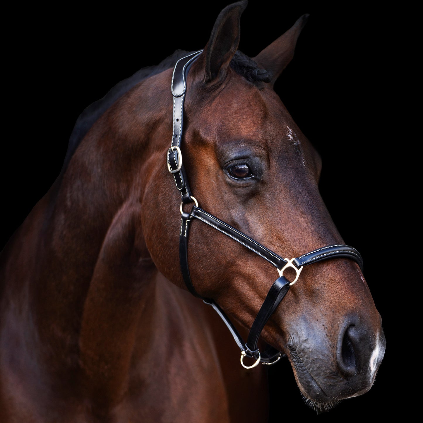 Headcollar Legacy, snygg lädergrimma med möjlighet att gravera, flera färger