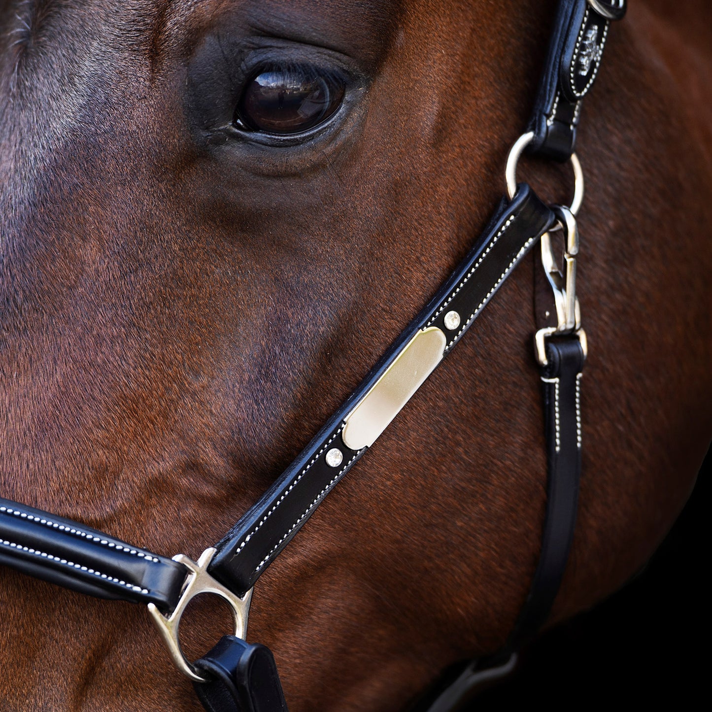 Headcollar Legacy, snygg lädergrimma med möjlighet att gravera, flera färger