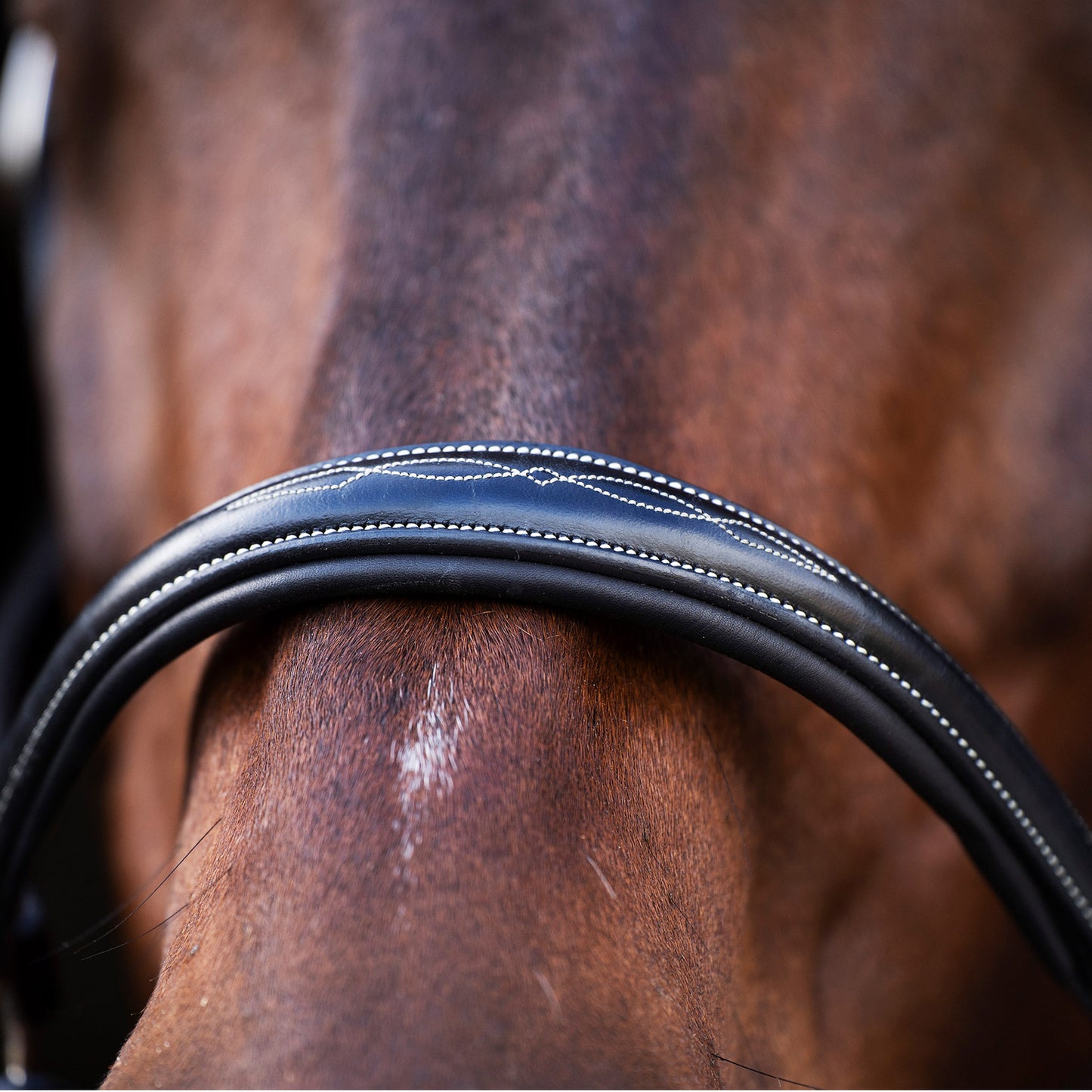 Headcollar Legacy, snygg lädergrimma med möjlighet att gravera, flera färger