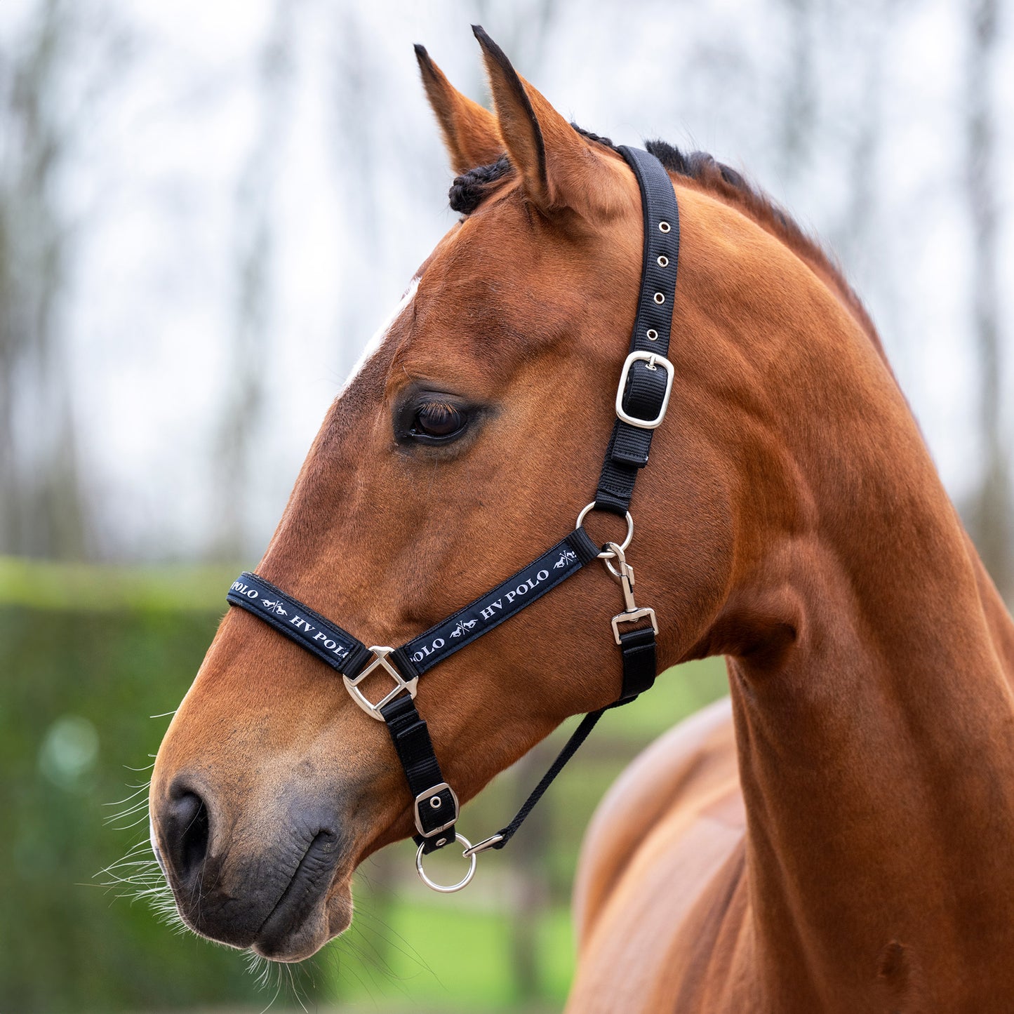 Headcollar Nena, klassisk grimma, flera färger