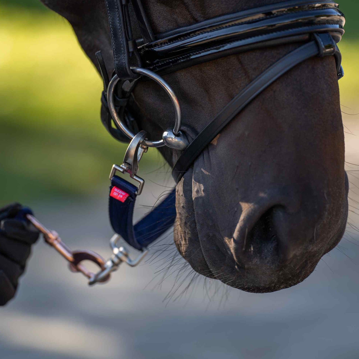 Imperial Riding Lunging Riding Bit Strap Nylon, longerdelta i mängder med färger