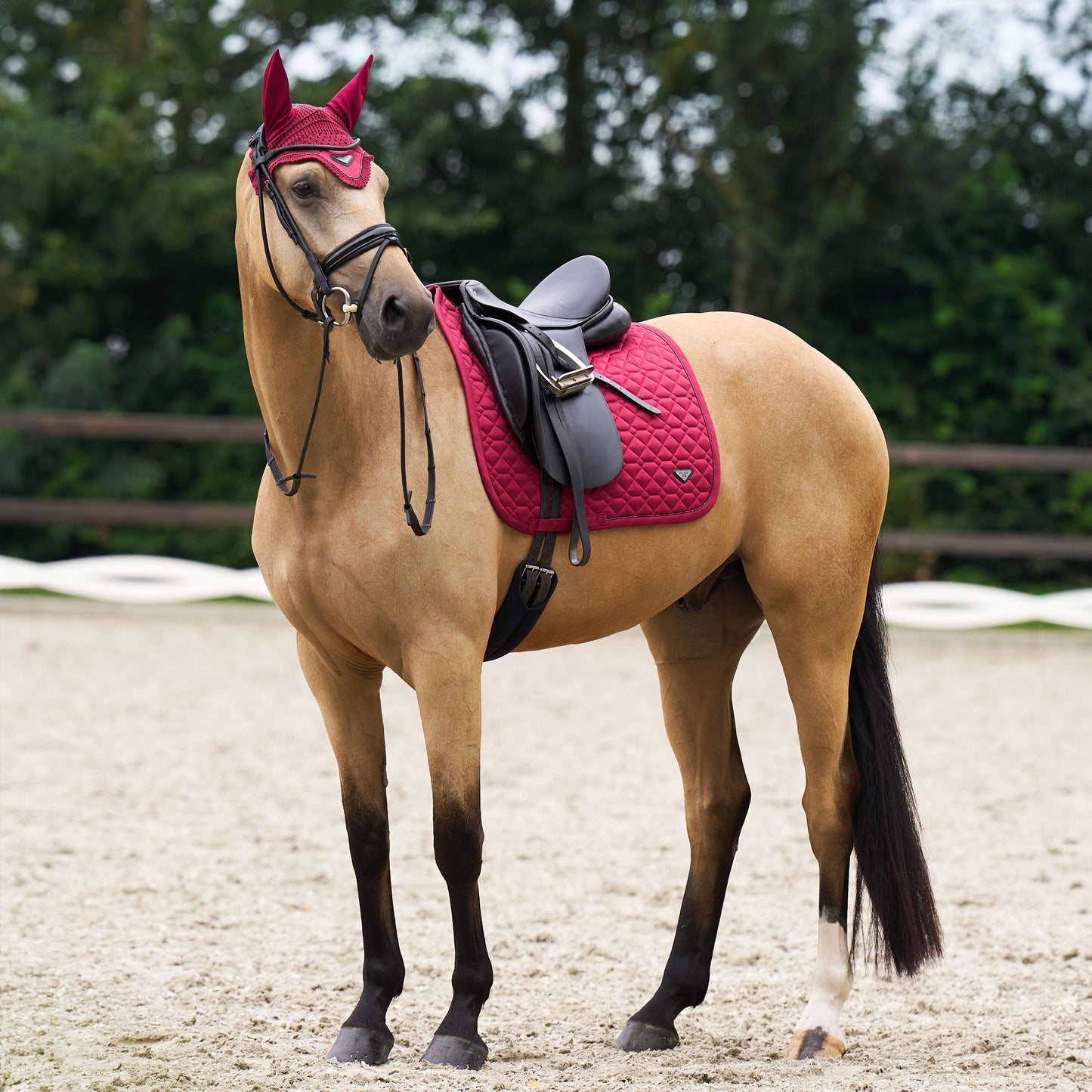 Euro-Star Cato, dressyrschabrak