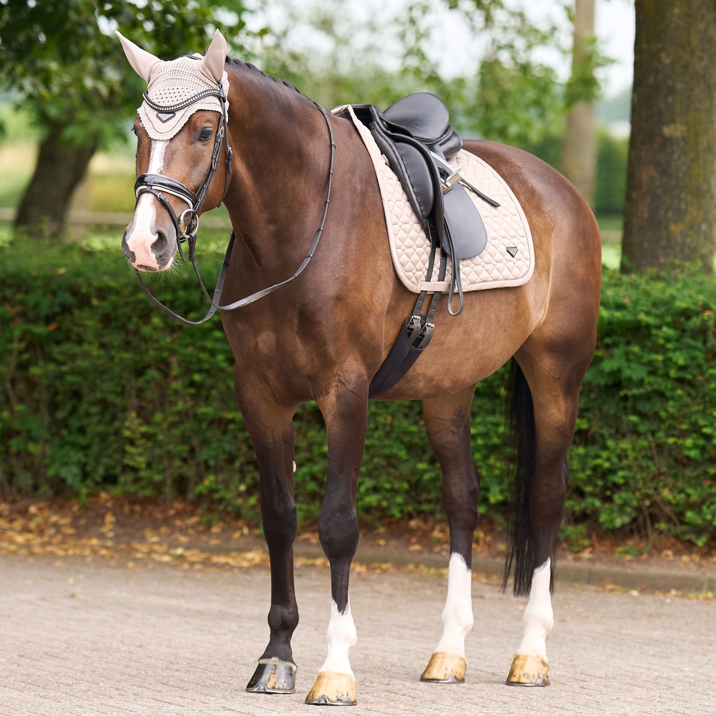 Saddlepad Cato, dressyrschabrak, flera färger