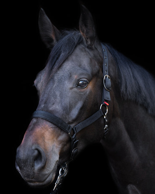 Headcollar Yearling, grimma för ettåringar