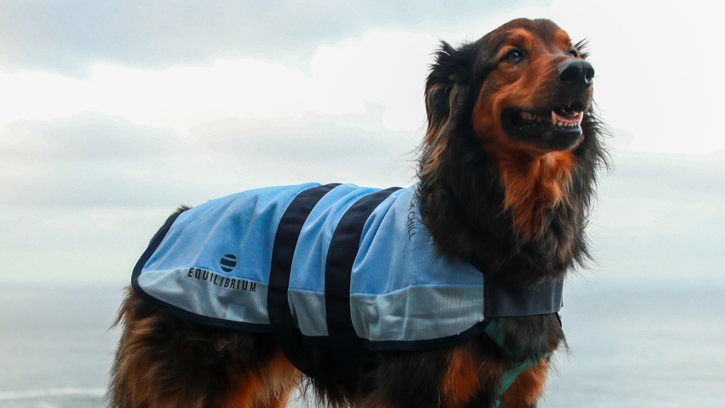 Quick Chill Cooling Coat for Dogs, kyltäcke som svalkar din hund!