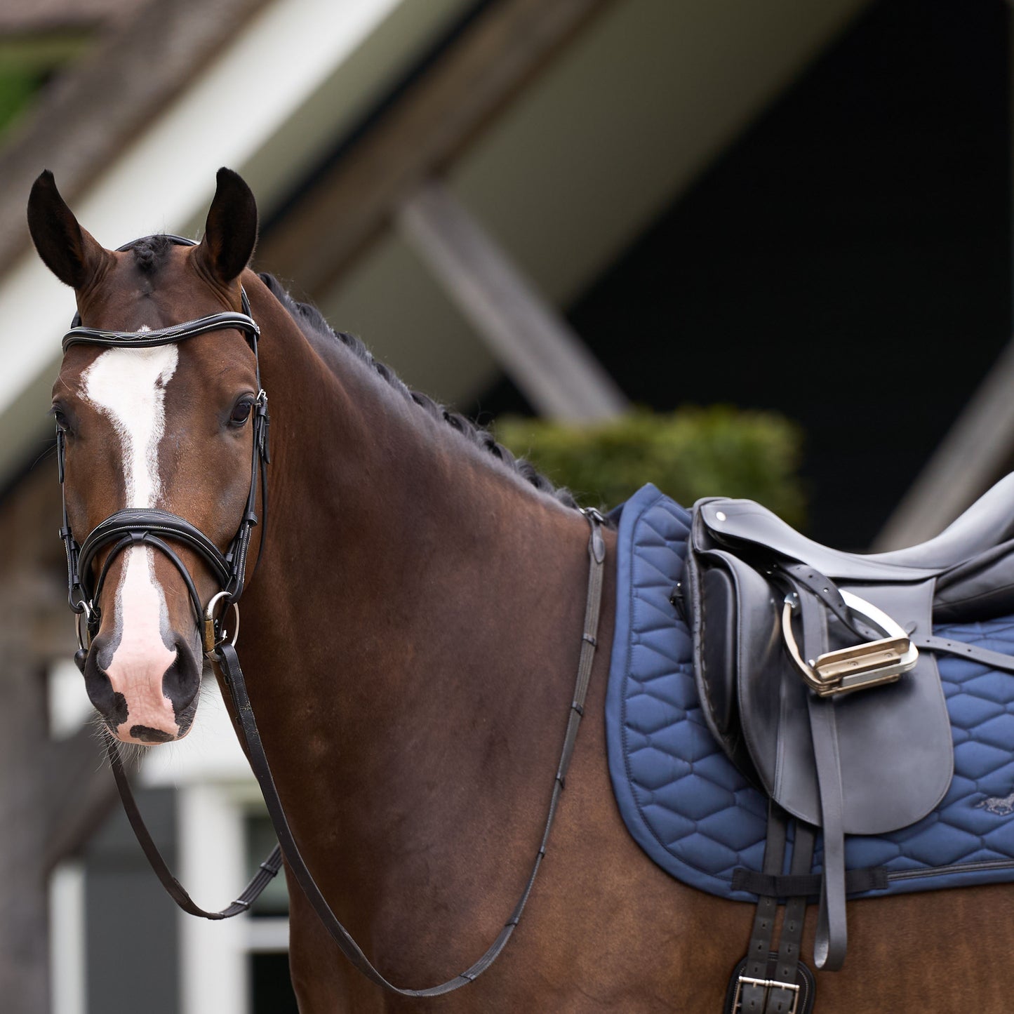 Saddlepad Joan, dressyrschabrak, flera färger