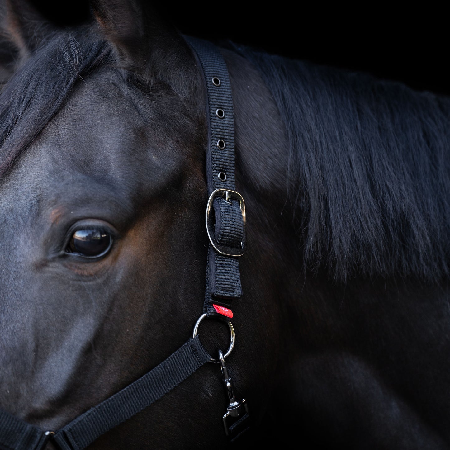 Headcollar Yearling, grimma för ettåringar