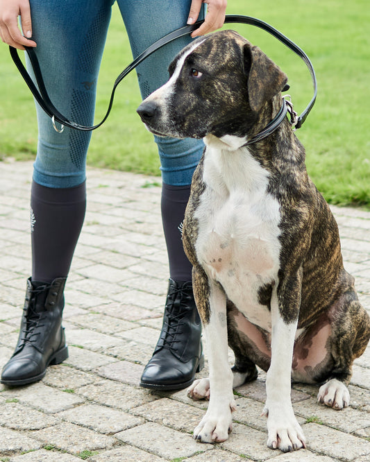 Dog Collar Legacy, elegant hundhalsband läder