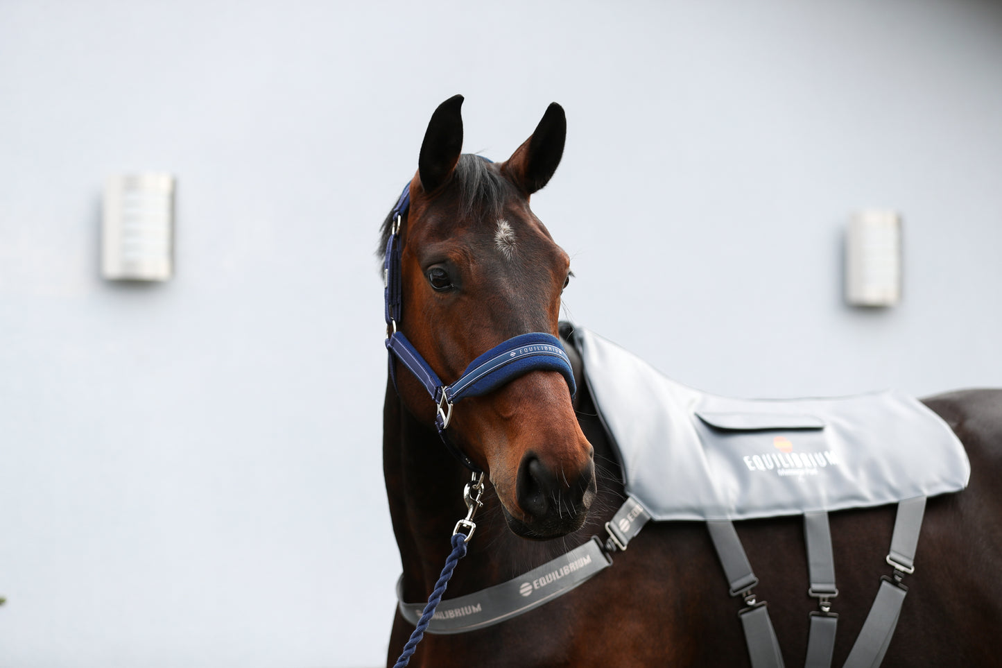 Stellar Style Safety Headcollar, prisvärd återanvändbar säkerhetsgrimma i nylon, flera färger