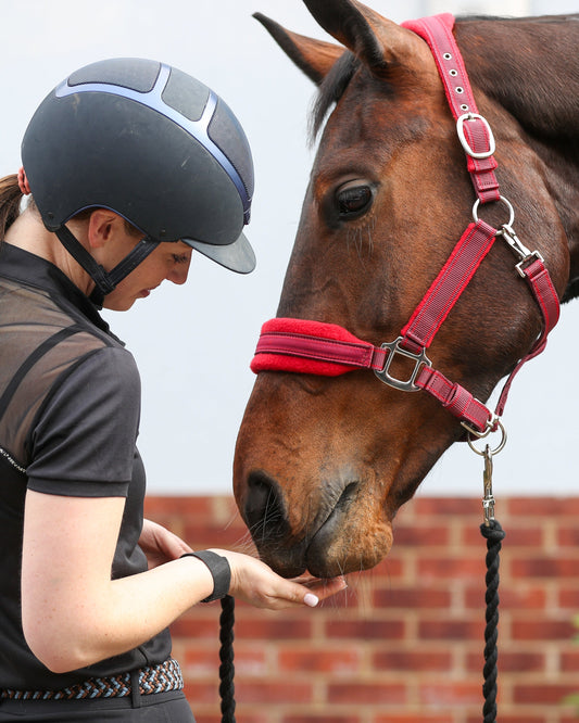 Stellar Style Safety Headcollar, återanvändbar säkerhetsgrimma