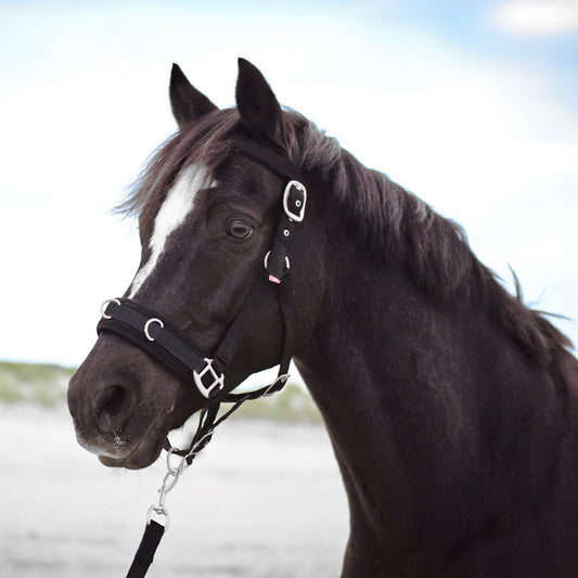 Cavesson Nylon, grimma för longering, flera färger