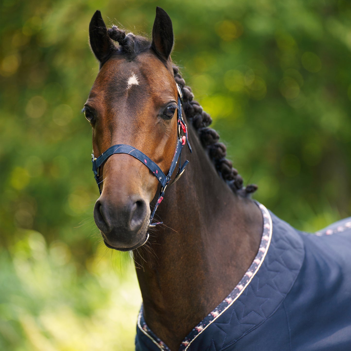 Headcollar Pandora, nylongrimma printat mönster