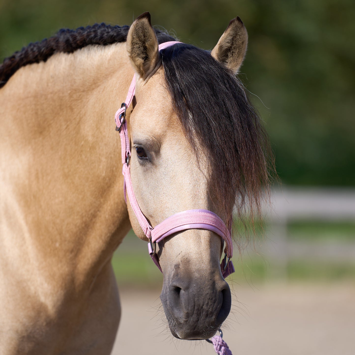 Imperial Riding Headcollar Sparkle, glittrande grimma i nylon