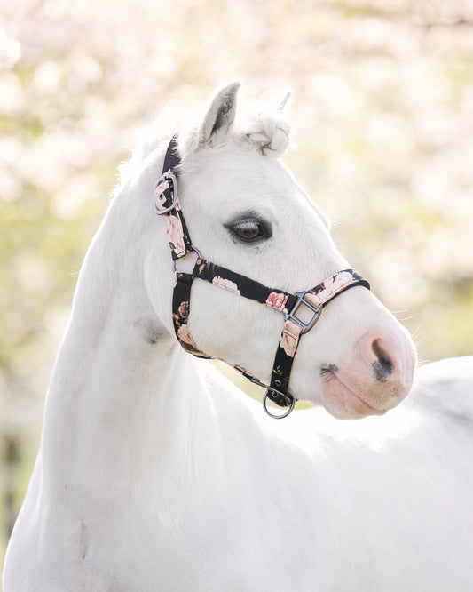 Headcollar Rebel, grimma shettis upp till storhäst
