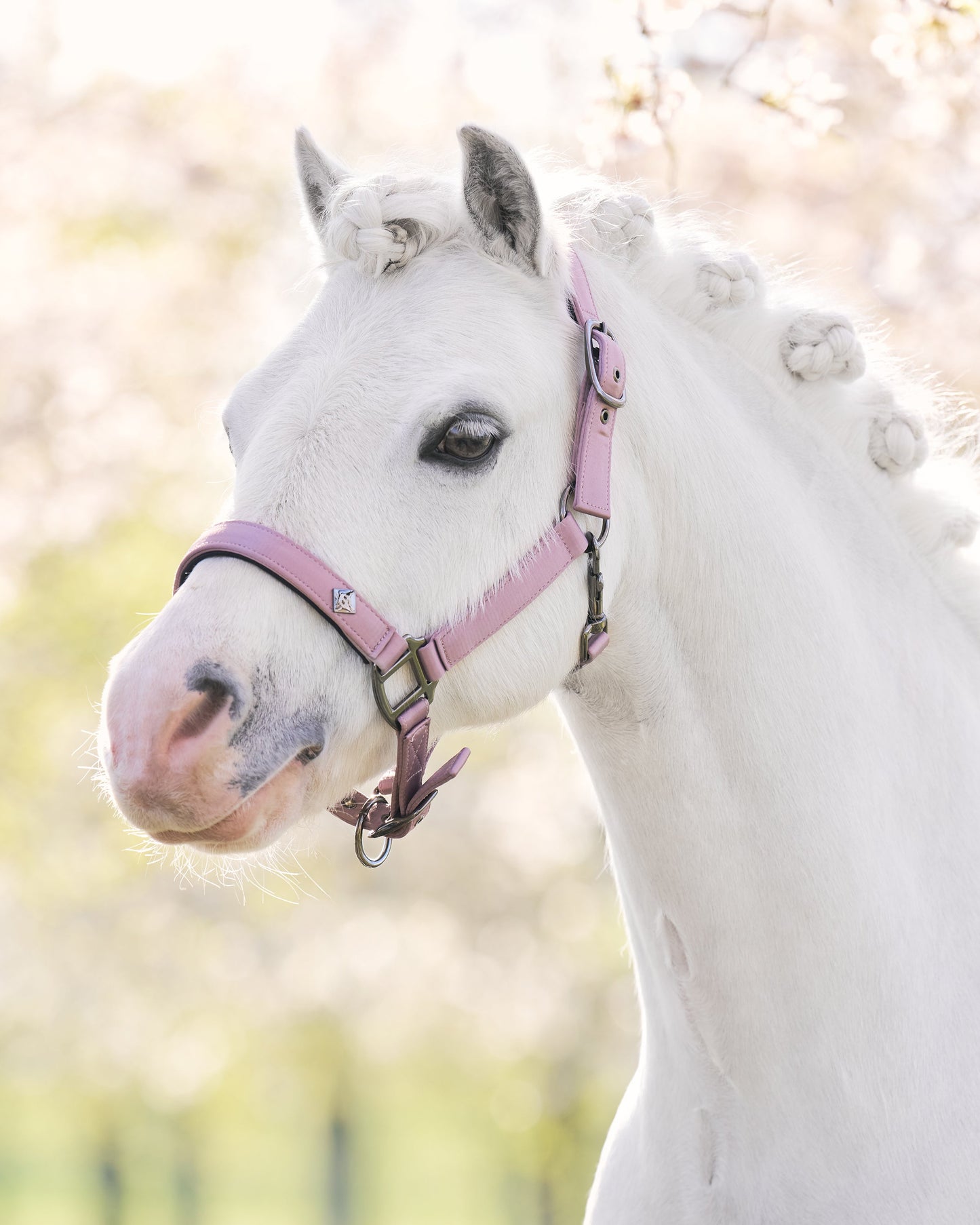 Headcollar Rebel, grimma för shettis