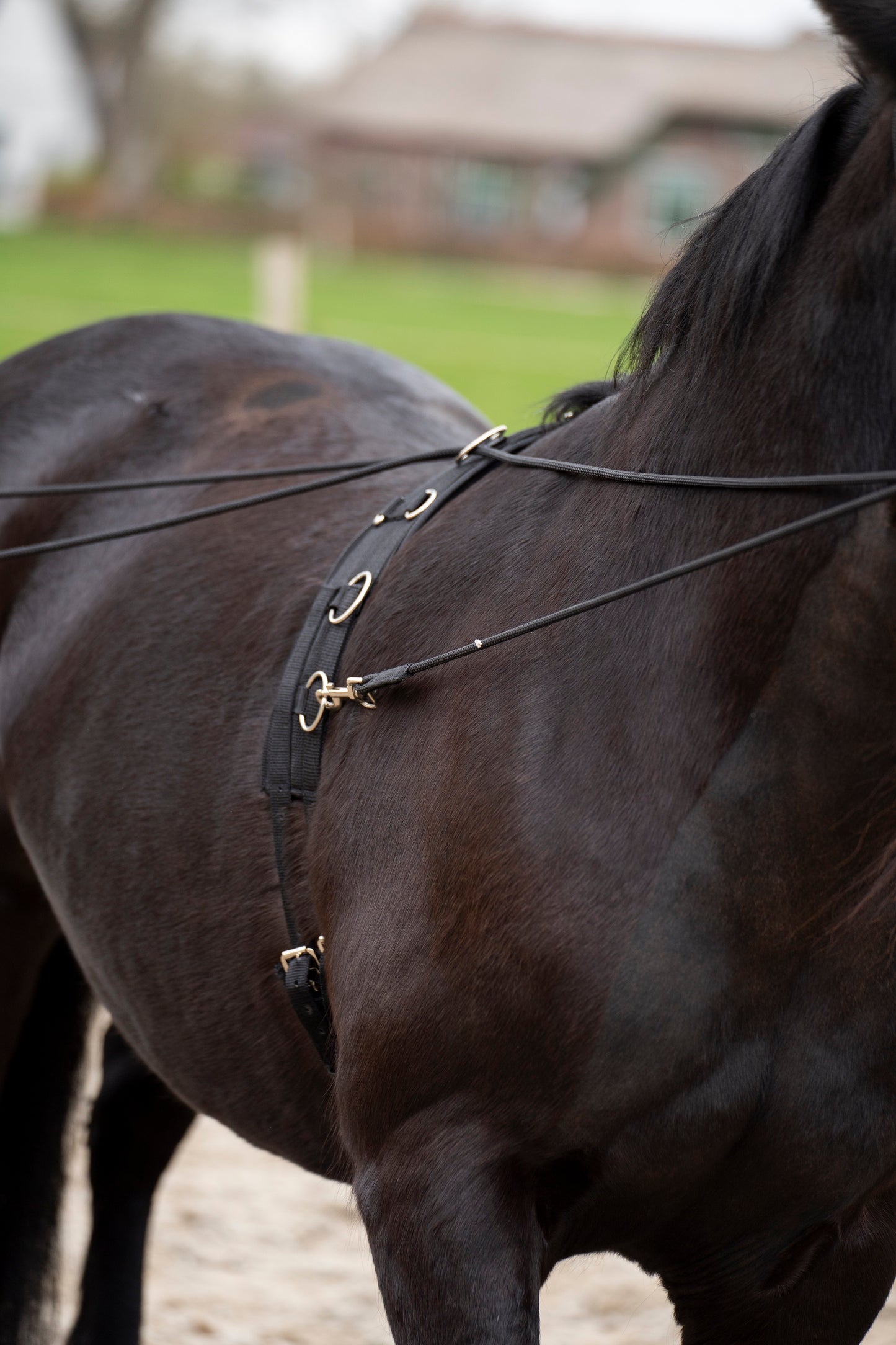 Double Lunging Rein Free Ride, dubbel longerlina