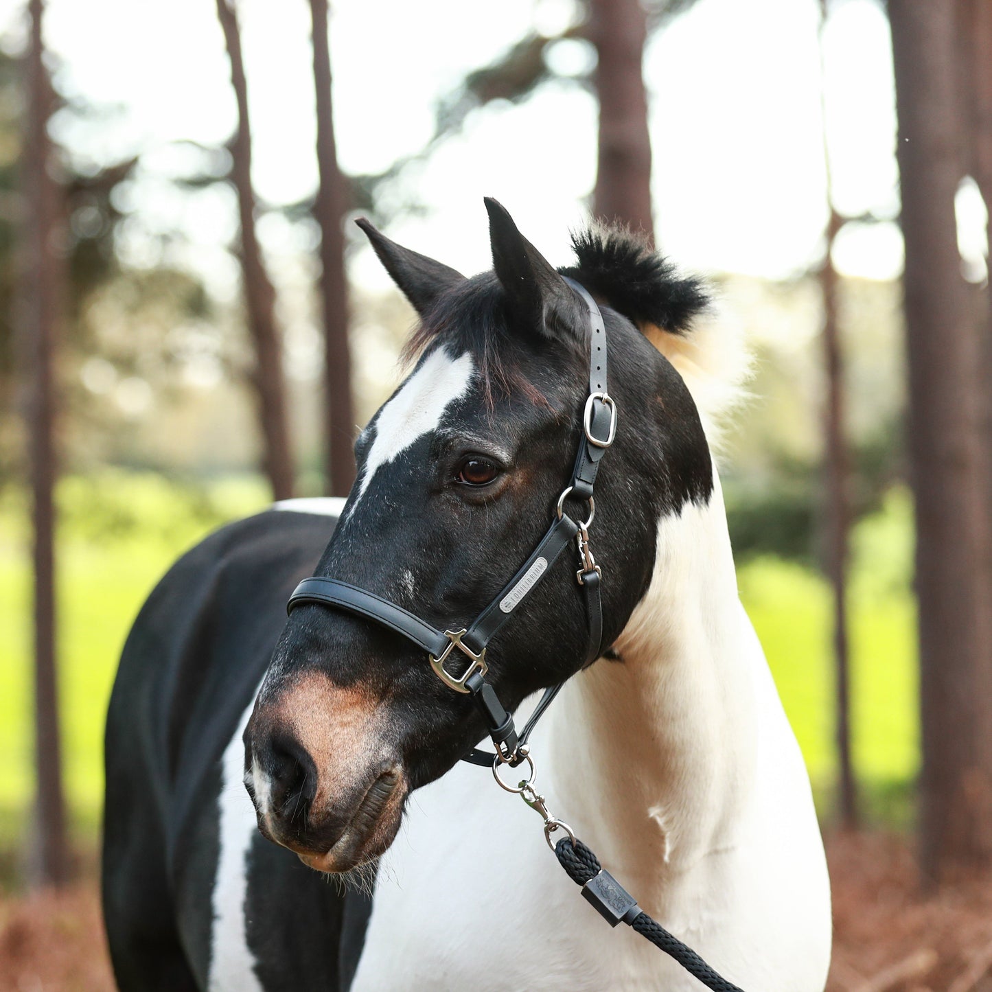 Stellar All Weather Headcollar, återanvändbar säkerhetsgrimma, flera färger