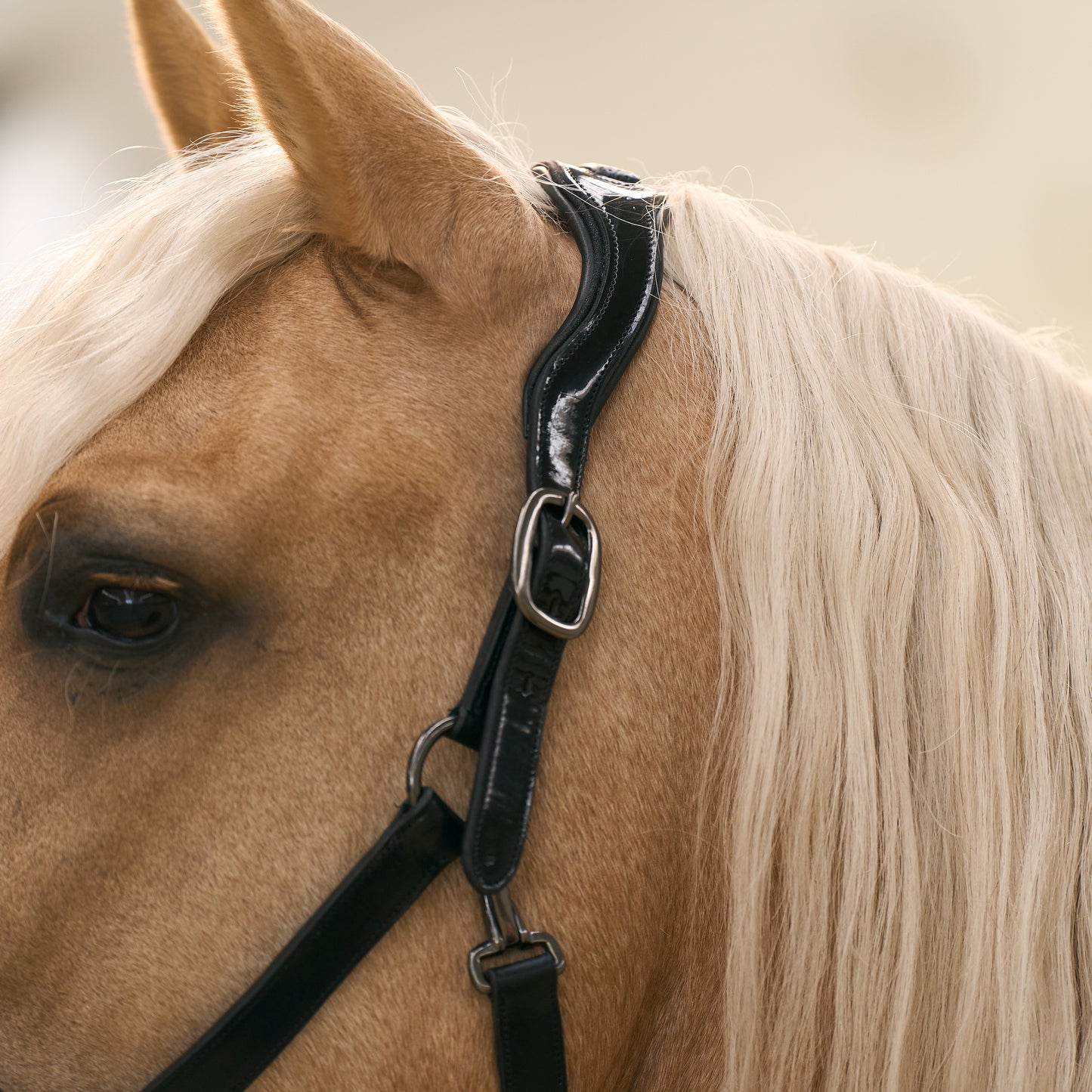 Headcollar Hera, lackad lädergrimma med vaddering