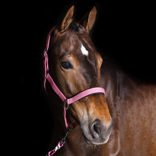 Headcollar Classic Sport, vadderad grimma i nylon, flera färger