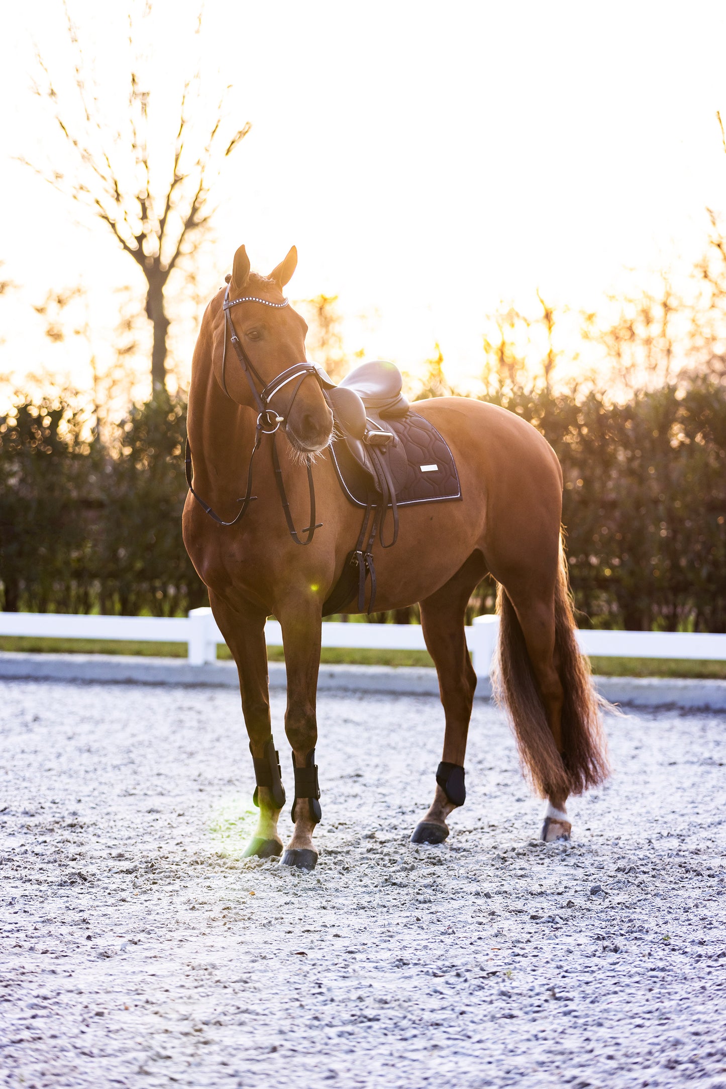 Imperial Riding Tendon Boots Lovely, prisvärda senskydd