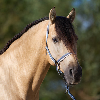 Headcollar Economic, prisvärd nylongrimma, flera färger