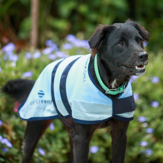 Equilibrium Quick Chill Cooling Coat for Dogs, kyltäcke som svalkar din hund!