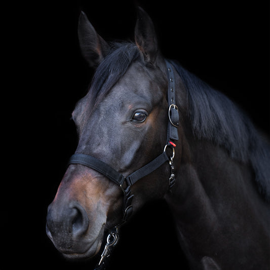 Imperial Riding Headcollar Yearling, grimma för ettåringar