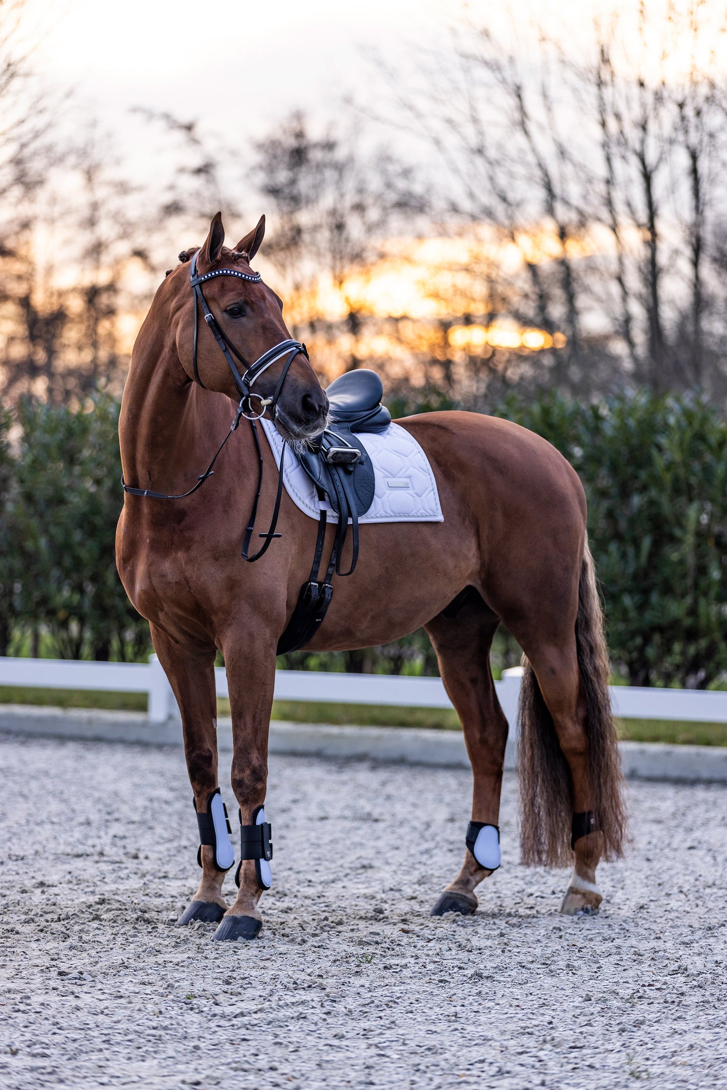 Imperial Riding Tendon Boots Lovely, prisvärda senskydd