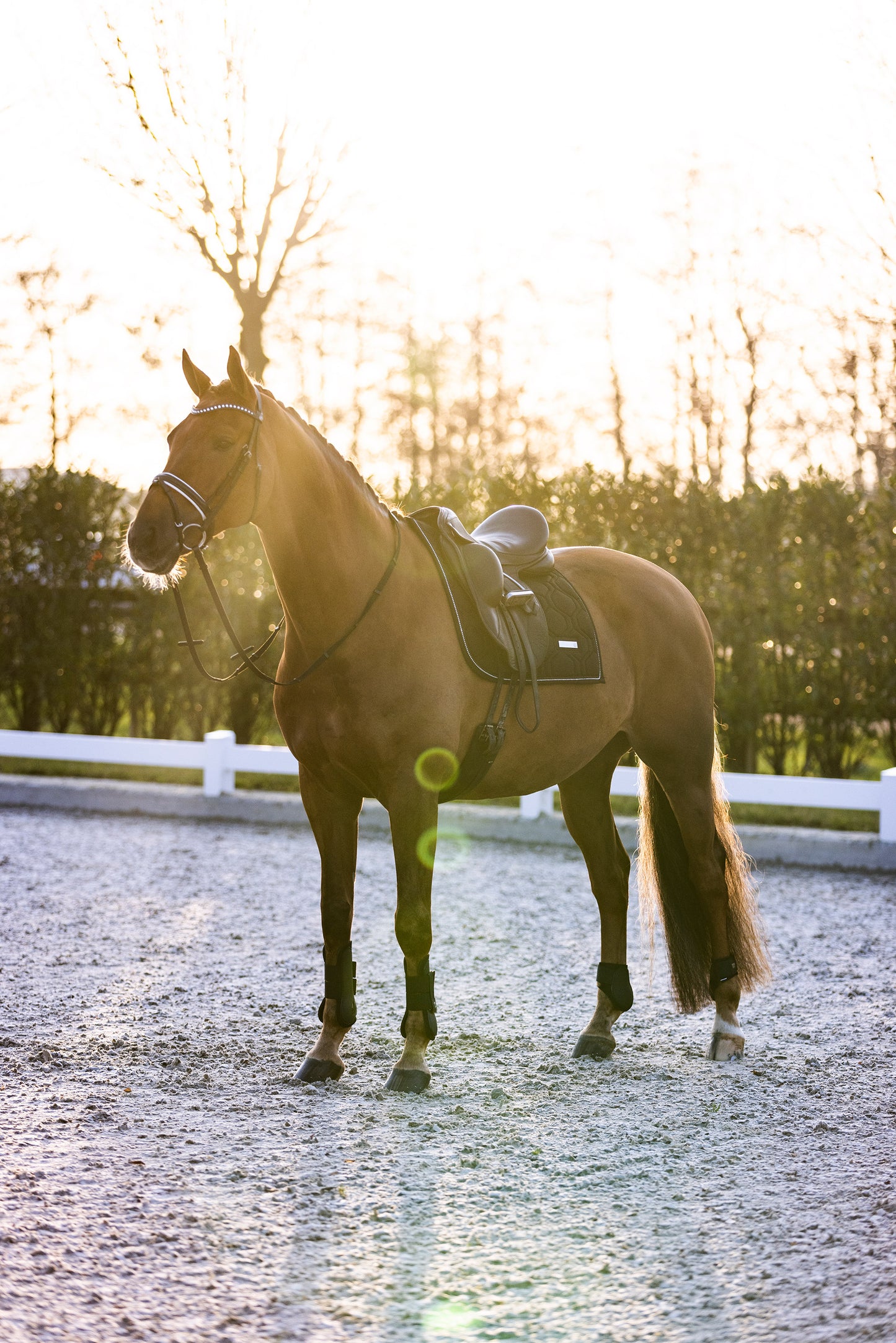 Imperial Riding Tendon Boots Lovely, prisvärda senskydd