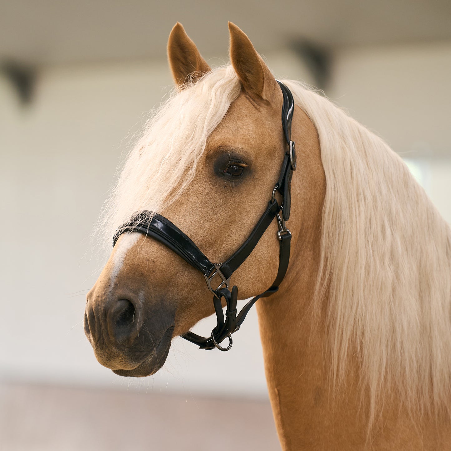 Imperial Riding Headcollar Hera, lackad lädergrimma med vaddering