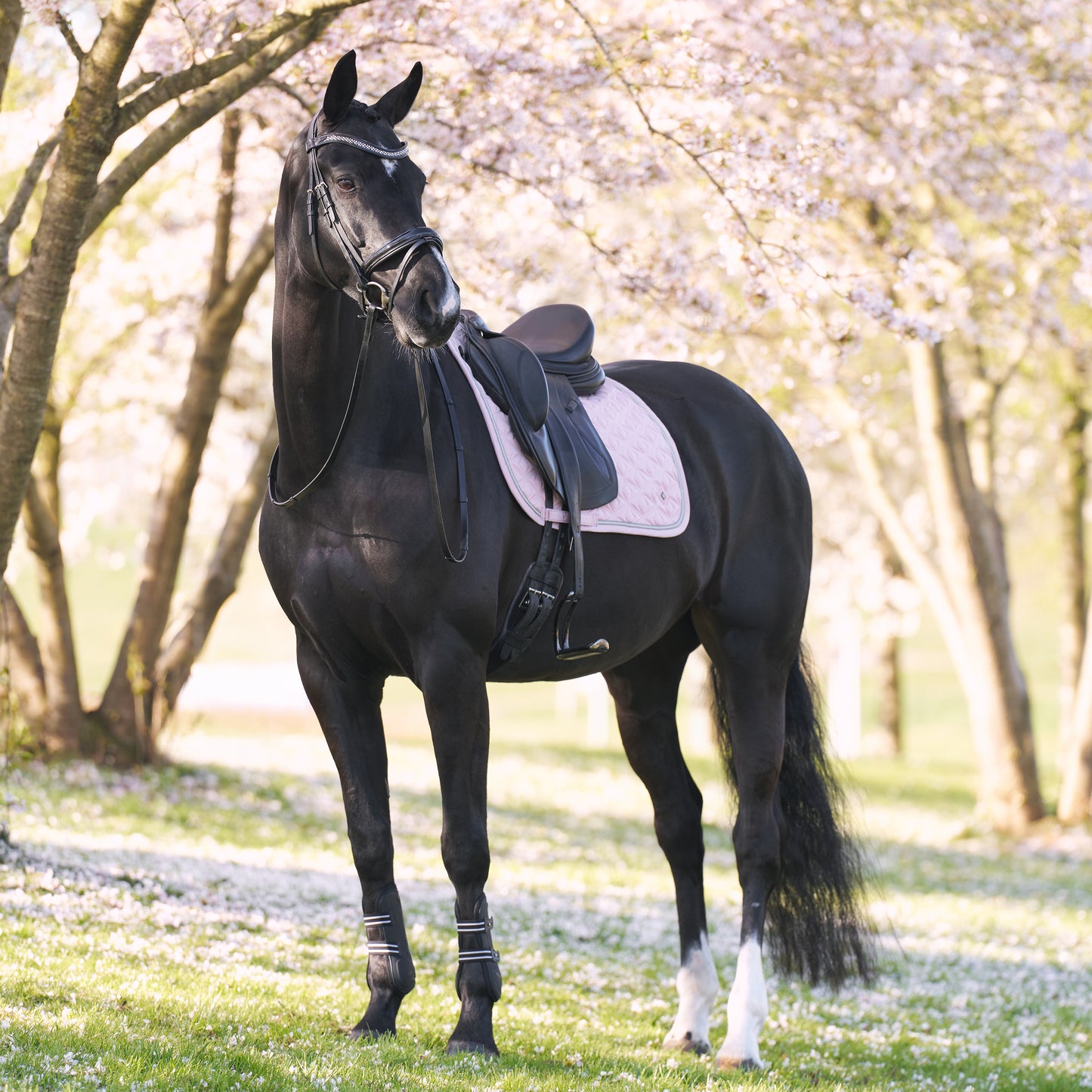 Saddlepad Lenny DR, blankt dressyrschabrak, flera färger