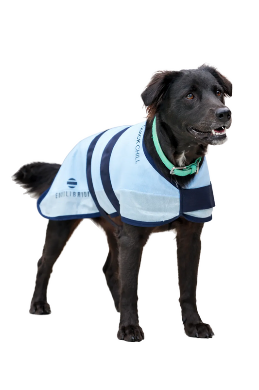 Quick Chill Cooling Coat for Dogs, kyltäcke som svalkar din hund!